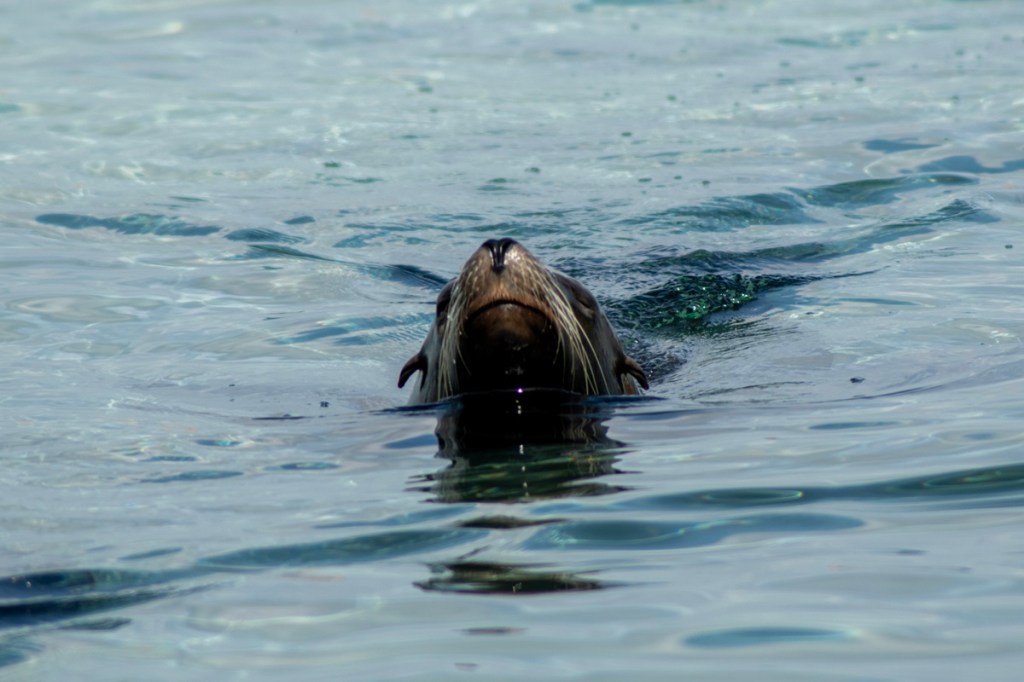 Peering at pinnipeds