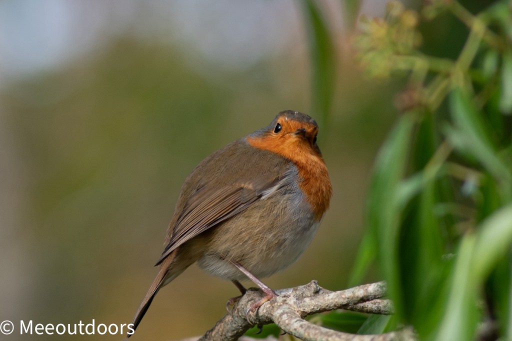Subject focus: Robin red breast